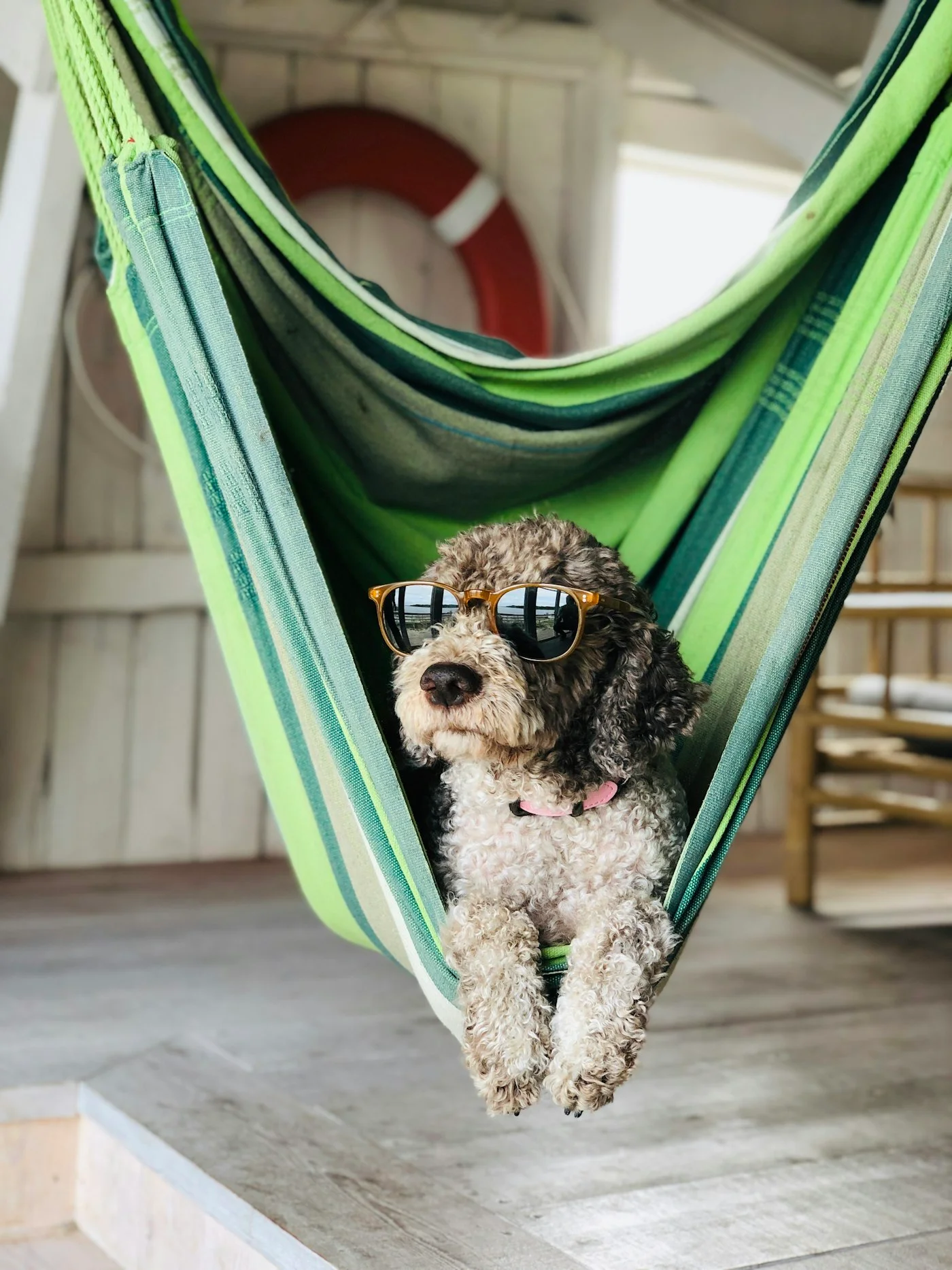 Hamakta dinlenen köpek